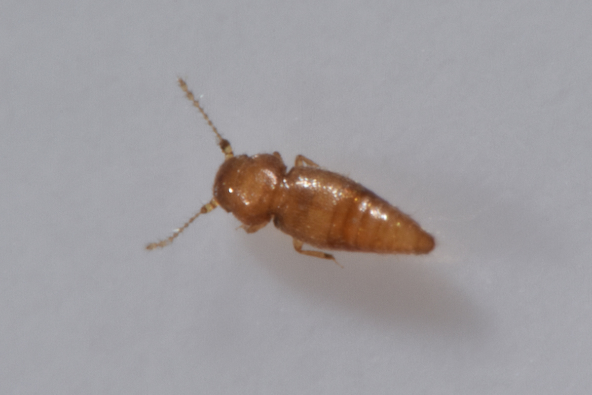 Ptiliidae:  Ptinella sp?